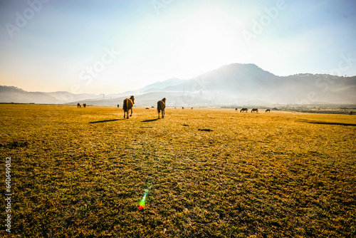 Wallpaper Mural couple of horses walking in the field Torontodigital.ca