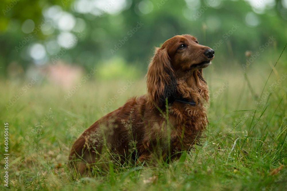 Longhaired dachshund sitting in a meadow