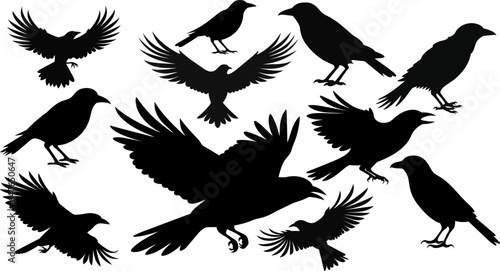 Canvastavla Set of black isolated silhouettes of crows