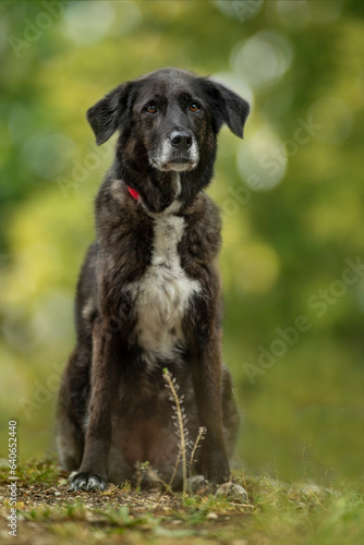 Big mixed breed dog in nature background