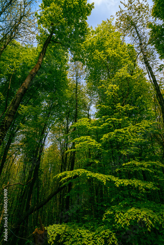 Dramatic lush forest view with green tall trees.