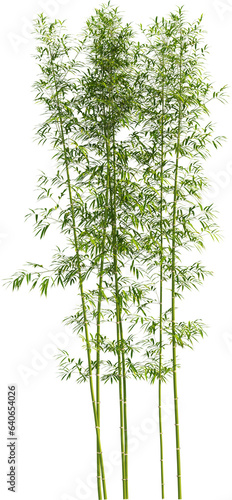 Side view of bamboo plant