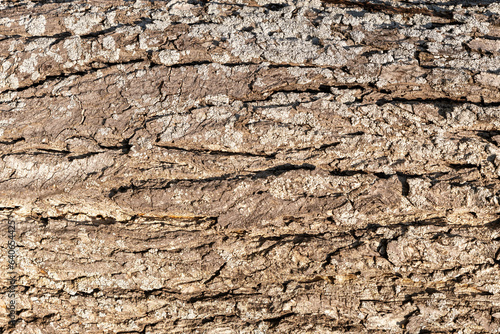 Close up of oak tree bark with deep cracks