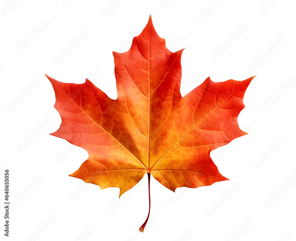 Autumn red maple leaf isolated on transparent background. PNG format