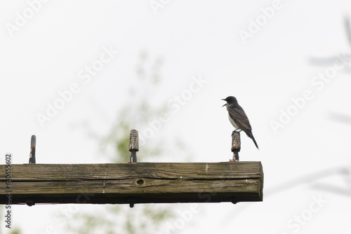 This eastern kingbird sits perched on the wooden telephone pole. His pretty black and white feathers stand out from the white background. This little bird feels quite safe here. photo