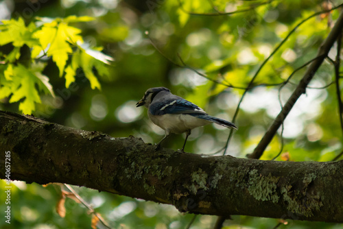 Blue jay bird standing on a branch in the woods. The bird is perched with green leaves all around, almost trying to blend in. The blue, grey, and white colors stand out as the corvid walks across.