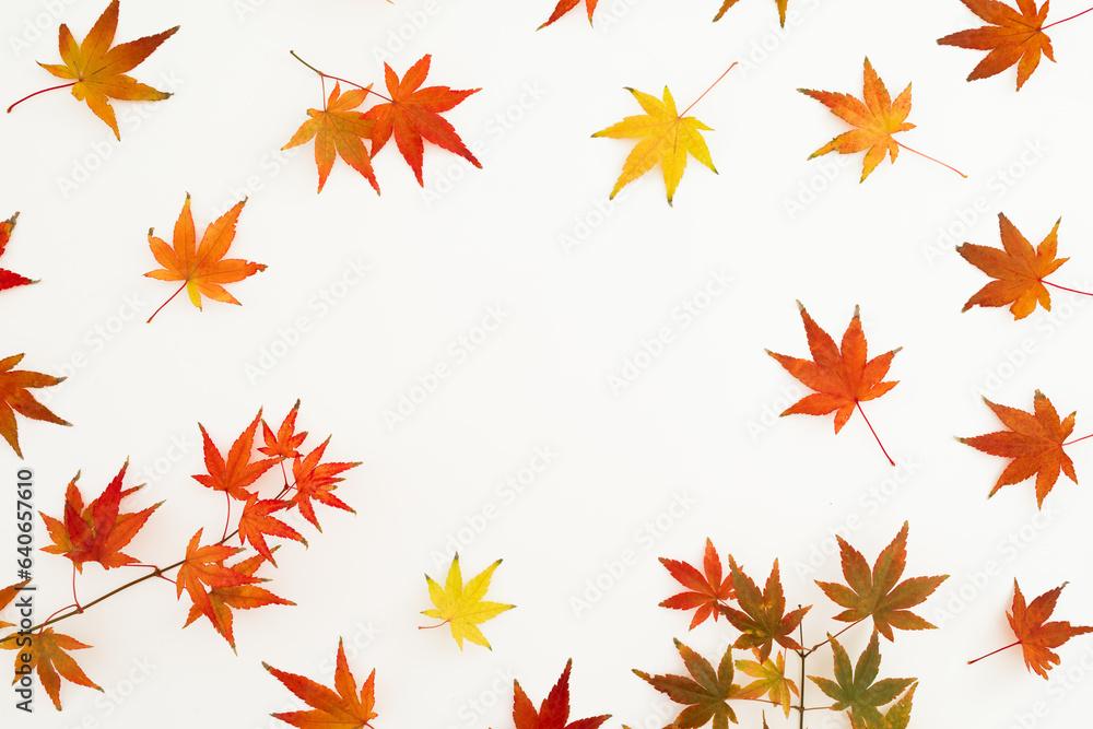 Autumnal concept with fall leaves on white background. Flat lay. Thanksgiving day concept. Autumnal concept with fall leaves on white background. Flat lay. Thanksgiving day concept.