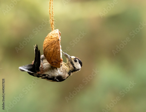Photos Male great spotted woodpecker hanging from a suet half coconut shell in the wood