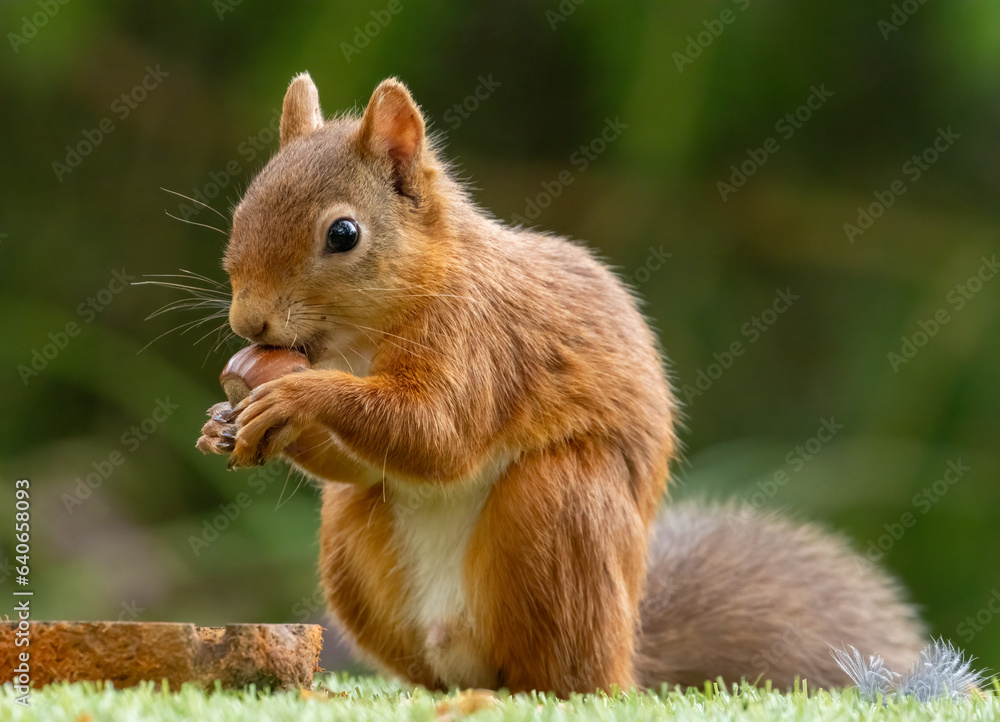 Cute scottish red squirrel with nut in the woodland Cute scottish red squirrel with nut in the woodland