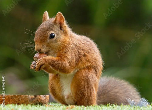 Cute scottish red squirrel with nut in the woodland