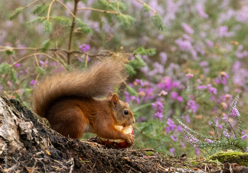 Scottish red squirrel with an apple in the forest Scottish red squirrel with an apple in the forest