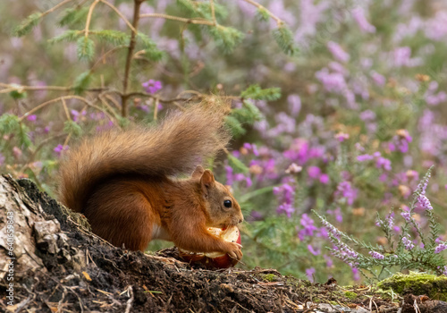 Scottish red squirrel with an apple in the forest