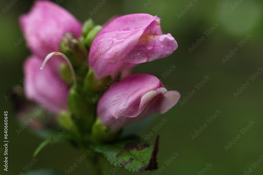 selective focus macro of Chelone obliqua, the red turtlehead, rose turtlehead or pink turtlehead flower selective focus macro of Chelone obliqua, the red turtlehead, rose turtlehead or pink turtlehead flower