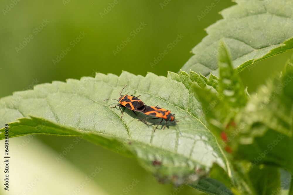 These insects are called false milkweed bugs. They are a type of seed bugs. The red and black color on the exoskeleton really stands out against the leaf. These seem to be engaged in a mating ritual. These insects are called false milkweed bugs. They are a type of seed bugs. The red and black color on the exoskeleton really stands out against the leaf. These seem to be engaged in a mating ritual.