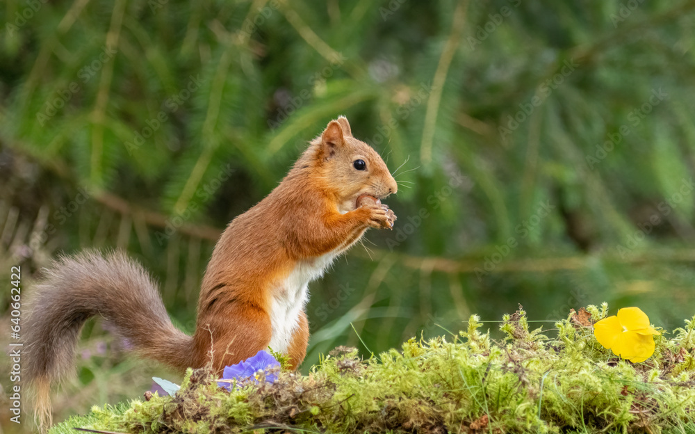 Cute scottish red squirrel with nut in the woodland Cute scottish red squirrel with nut in the woodland