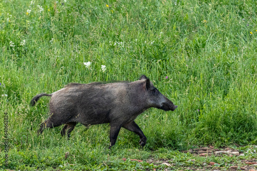 Wildschwein in den Bergen von Bosnien-Herzegowina