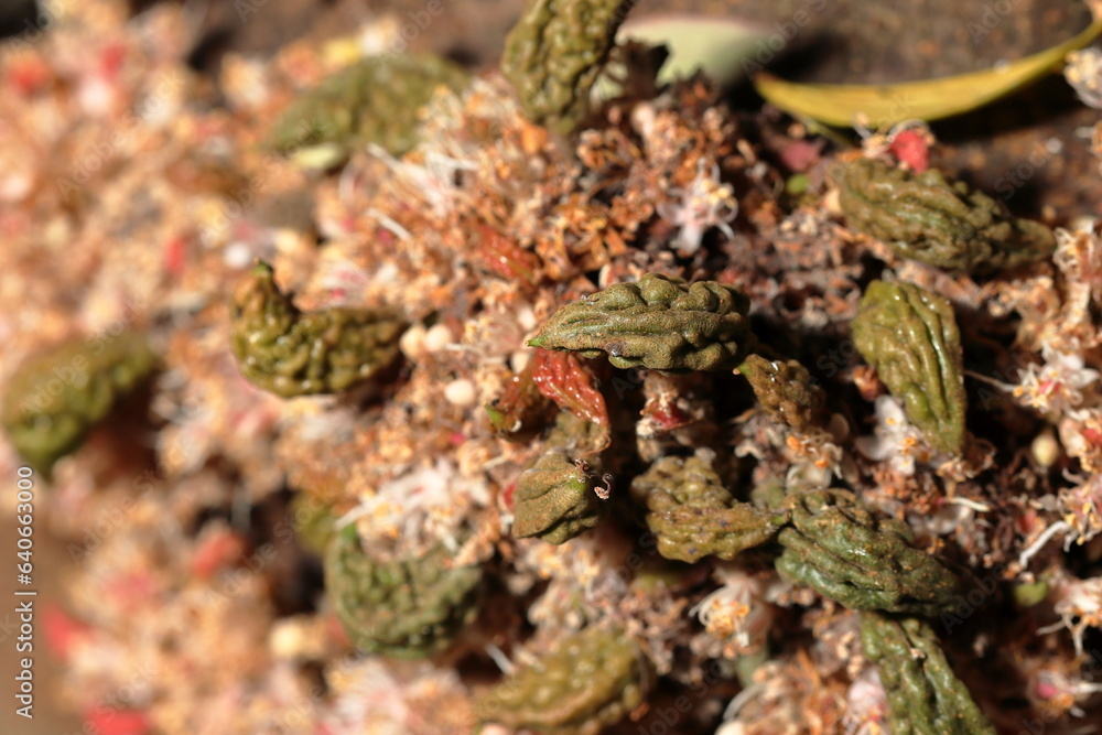 Amazing small flowers of the nature. Bunch of flowers growth from the tree trunk. Nature flowers of growth from the tree trunk. Amazing small flowers of the nature. Bunch of flowers growth from the tree trunk. Nature flowers of growth from the tree trunk.