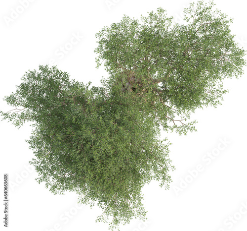 Top view of Olive Tree © Matheus