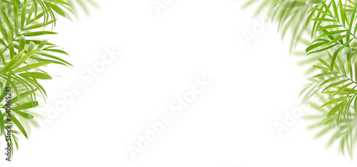 Green palm leaves border, tropical background