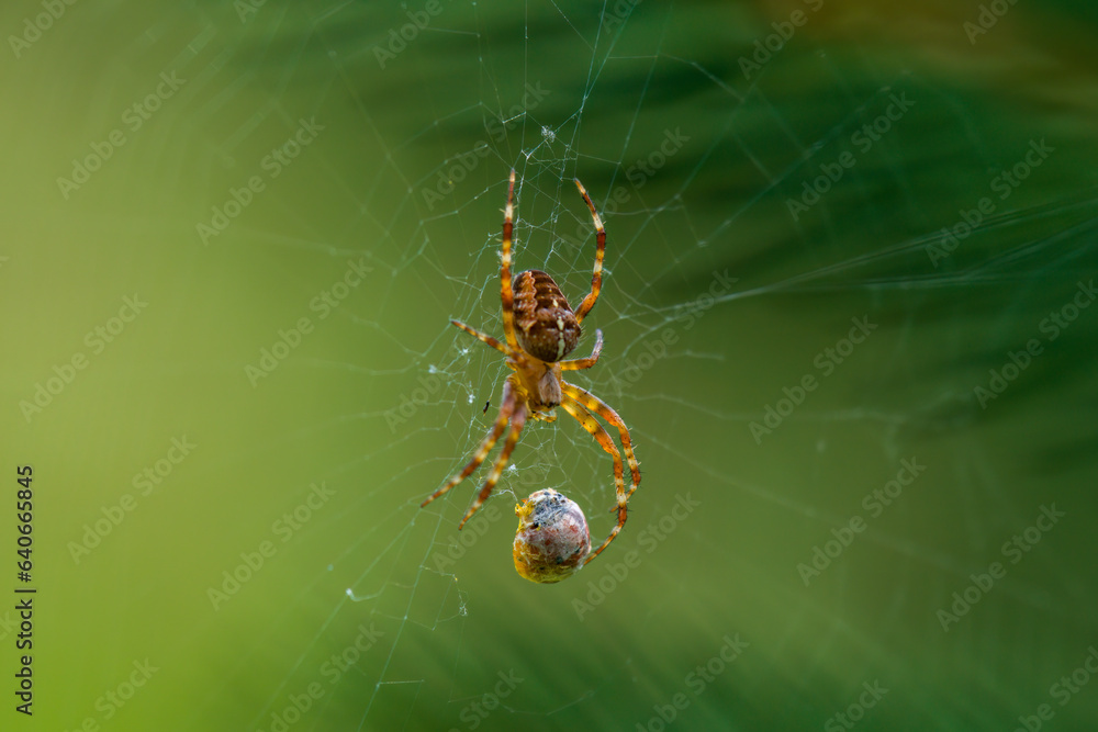 a lady beetle in the web from a garden spider a lady beetle in the web from a garden spider