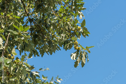 Cerus oak, Quercus cerris, in the forest park in Moravia