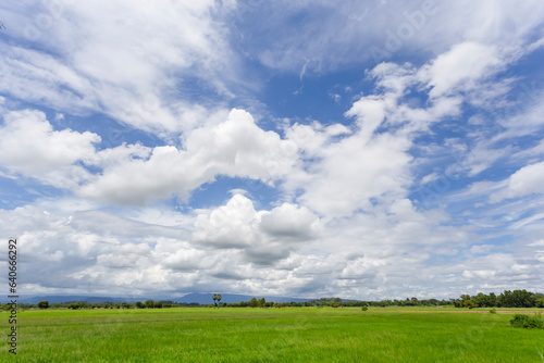 The Rice field green grass blue sky cloud cloudy landscape background