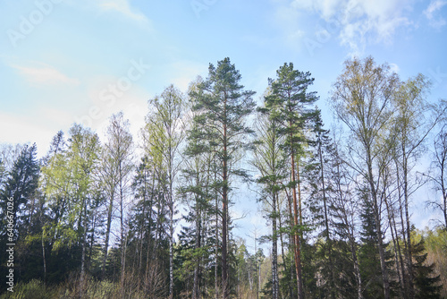 Landscape with tall ship pines and other trees. Nature of the temperate zone of Eurasia