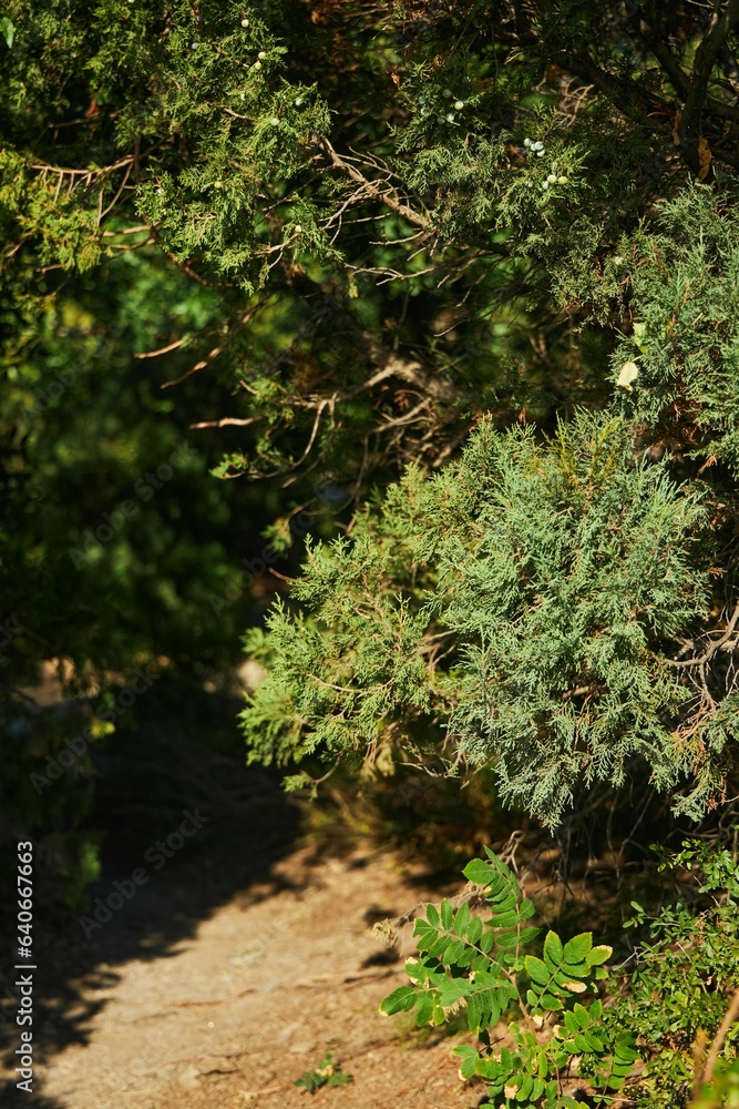 Obraz premium Rare juniper in the reserve. Plant protection from the Red Book.