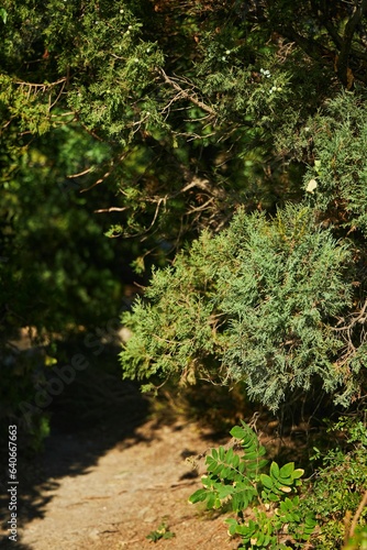 Rare juniper in the reserve. Plant protection from the Red Book.