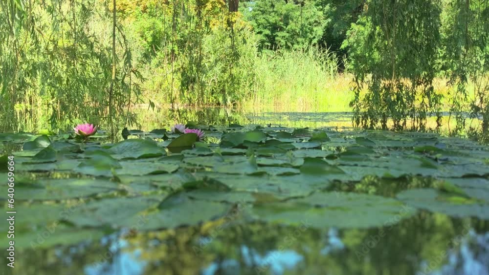 Blooming pink water lotuses growing among large green leaves floating on the surface of the water of a forest pond hide in the shade of willow branches hanging down to the water. Blooming pink water lotuses growing among large green leaves floating on the surface of the water of a forest pond hide in the shade of willow branches hanging down to the water.