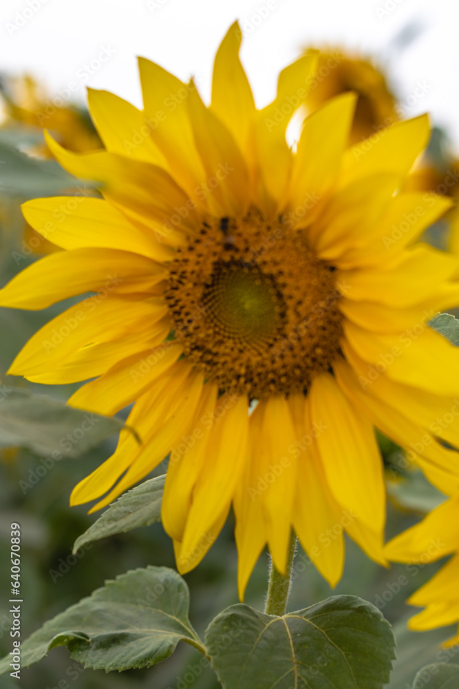 Fototapeta premium campo de girassol na cidade de Holambra, Estado de São Paulo, Brasil