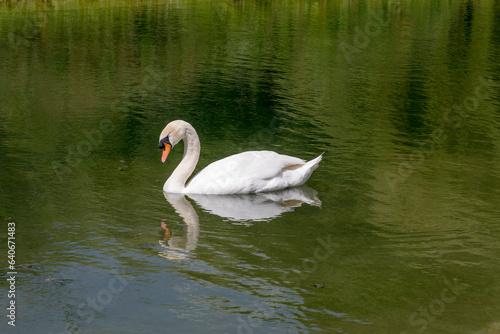 swan reflecting in pond waters, Stuttagrt, Germany