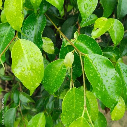 Lush green bush close up shot in square aspect ratio in a sunny rainy morning photo