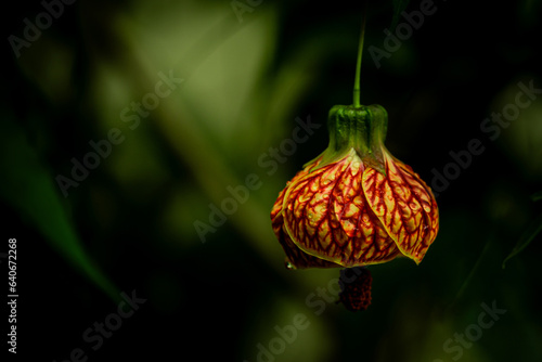 Rain drops on a redvein abutilon flower.  photo