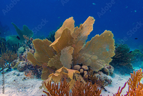 Caribbean coral garden, sea fan