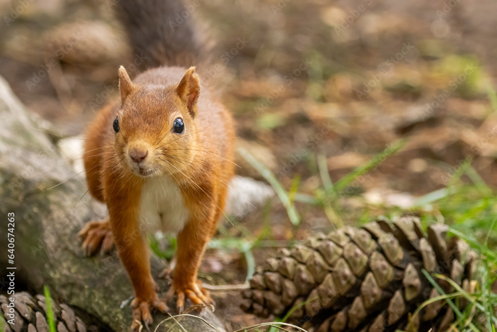 Close up of a cute scottish red squirrel on the forest floor Close up of a cute scottish red squirrel on the forest floor
