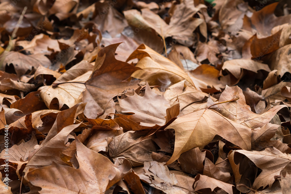 autumn leaves on the ground, brown and dry oak leaves carpet the ground close up concept weather, seasons, nature background, wallpaper or backdrop autumn leaves on the ground, brown and dry oak leaves carpet the ground close up concept weather, seasons, nature background, wallpaper or backdrop