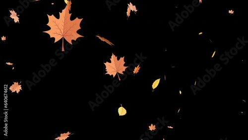 Seamless 2D animation of autumn maple leaves falling on a black background with alpha channel, perfect for motion graphics