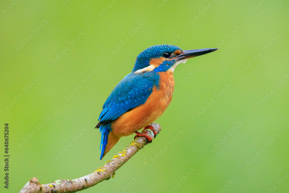 Close up of a Kingfisher, Alcedo Atthis, fishing Close up of a Kingfisher, Alcedo Atthis, fishing