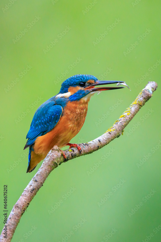 Close up of a Kingfisher, Alcedo Atthis, fishing Close up of a Kingfisher, Alcedo Atthis, fishing