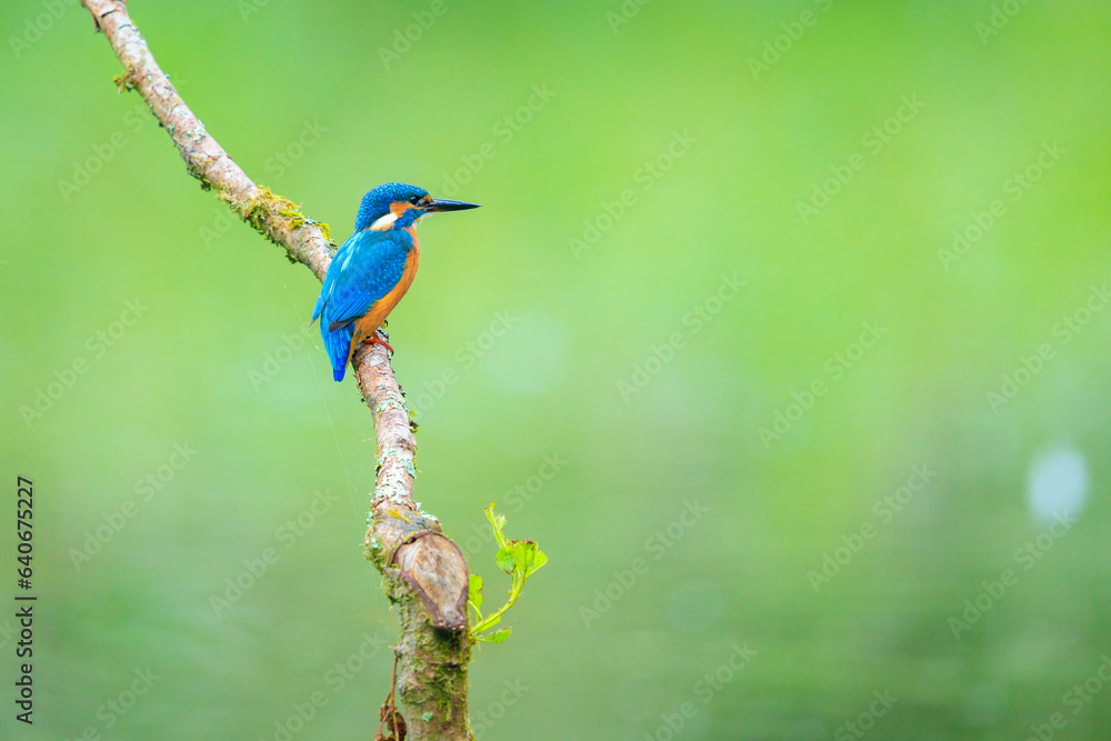 Close up of a Kingfisher, Alcedo Atthis, fishing Close up of a Kingfisher, Alcedo Atthis, fishing