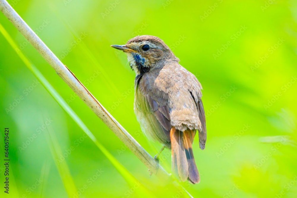 Fototapeta premium Closeup of a blue-throat bird Luscinia svecica cyanecula singing