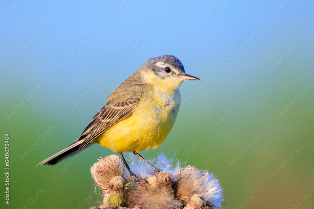 Fototapeta premium Closeup of a western yellow wagtail bird Motacilla flava singing