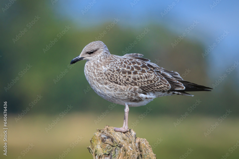Lesser black-backed gull, Larus fuscus, perched Lesser black-backed gull, Larus fuscus, perched