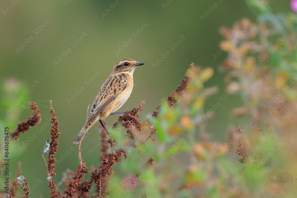 Whinchat, Saxicola rubetra, foraging Whinchat, Saxicola rubetra, foraging