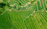 Aerial view of rice terraces in countryside and Forest behind. Soppeng Regency, South Sulawesi, Indonesia.