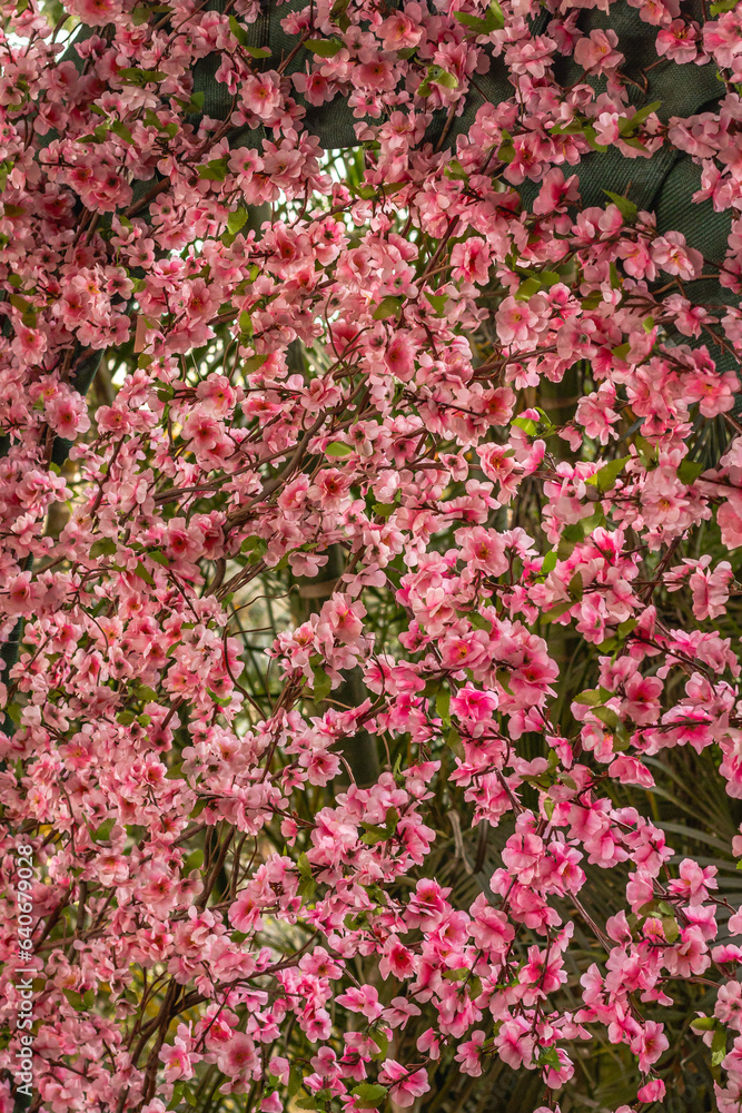 Flores com folhas rosas na cidade de Holambra, Estado de São Paulo, Brasil