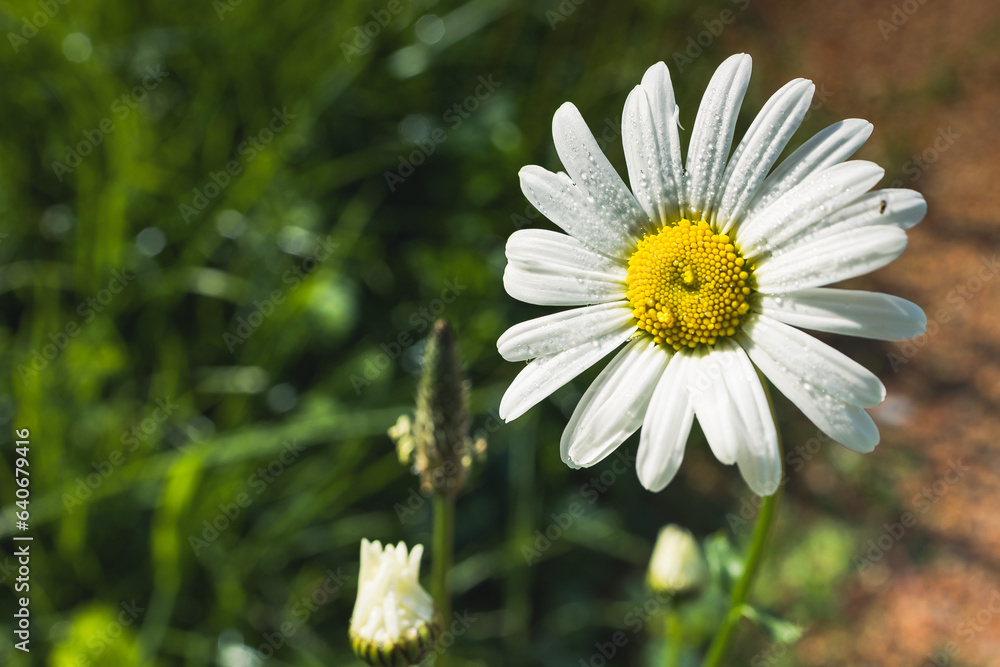 Fototapeta premium daisy