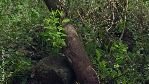 A closeup of a sandalwood tree fallen or uprooted on the field ground