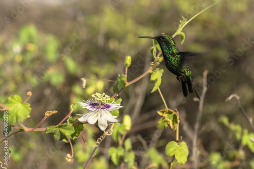 Wildlife Birding: Hummingbird in Caribbean nature